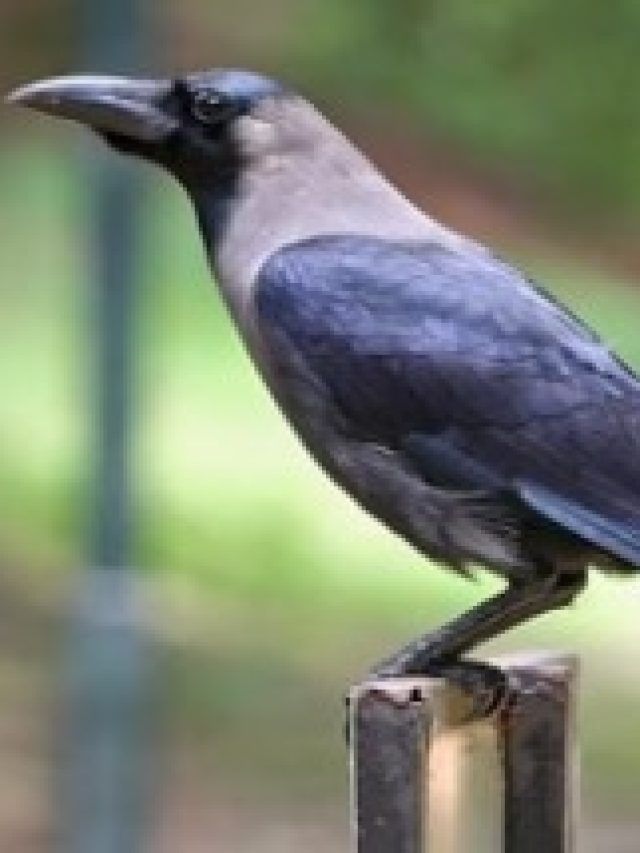 কাককে এই কাজ করতে দেখলেই টাকা আসবে, জানুন