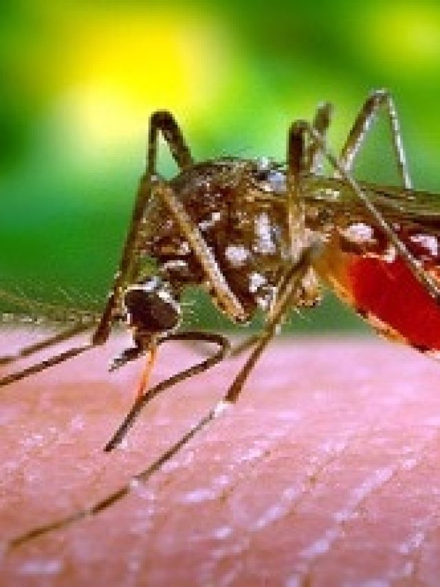 মশা-মাছি ভয়ে পাঁই পাঁই করে পালাবে,  ঘরে রেখে দিন এই ফুল