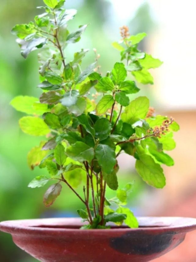 বাড়ির এই ৫ জায়গায় তুলসী গাছ রাখবেন না, সুখ জানলা দিয়ে পালাবে