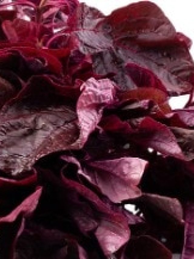 বুড়ো বয়সেও বাড়বে গায়ের জোর, সস্তার এই শাকেই শক্তিমান হবেন