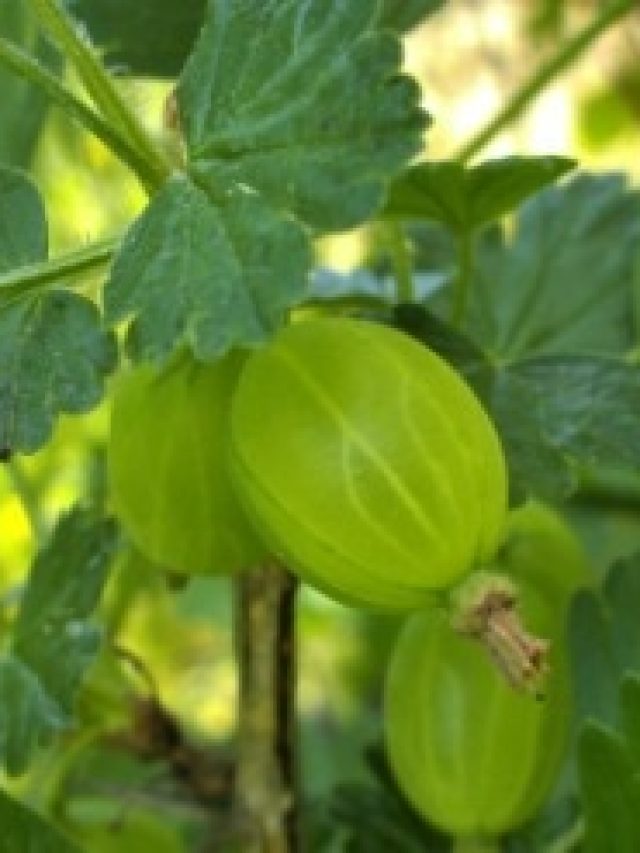 শুধু খান সস্তার এই ফল, কমবে সুগার, জোয়ান থাকবেন আজীবন