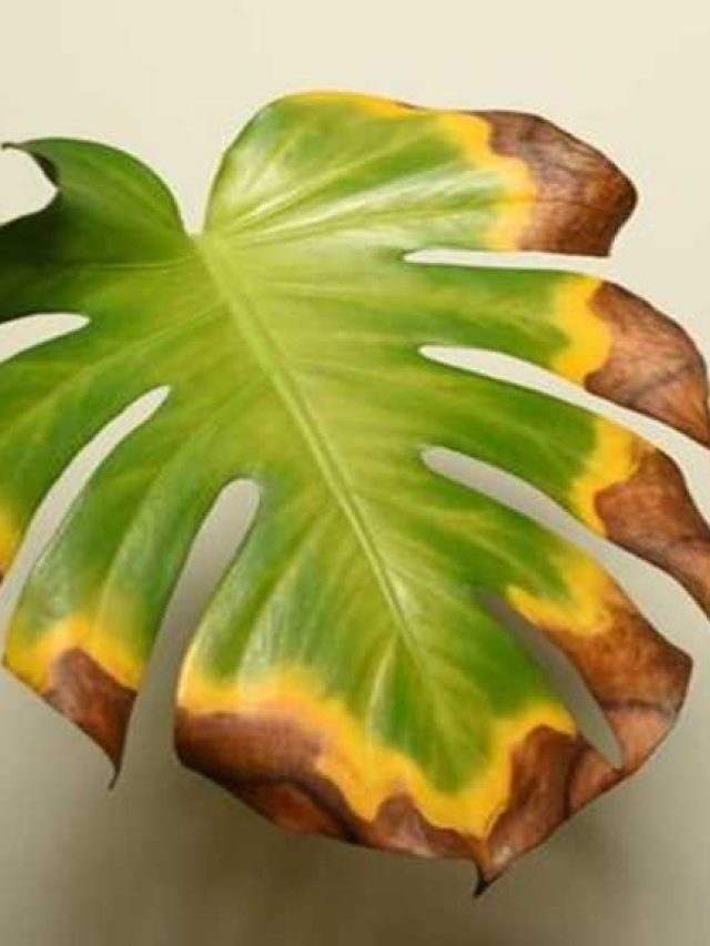 গরমে গাছেরও হিটস্ট্রোক হতে পারে, এভাবে ঠেকান