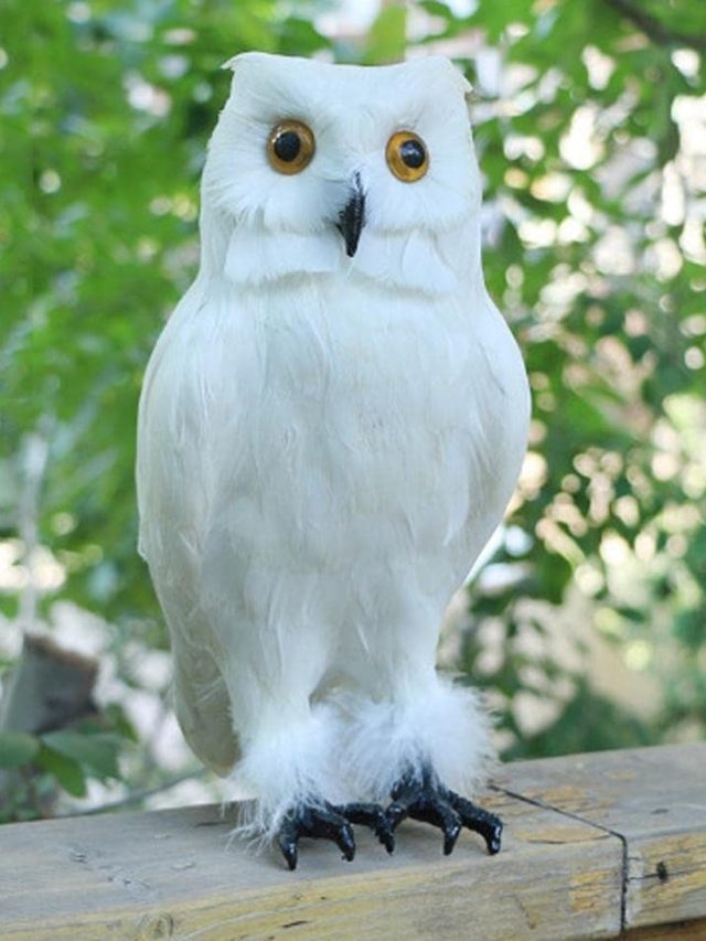 পেঁচা দেখা সব সময় একই ফল দেয় না, শকুনশাস্ত্র বলছে...