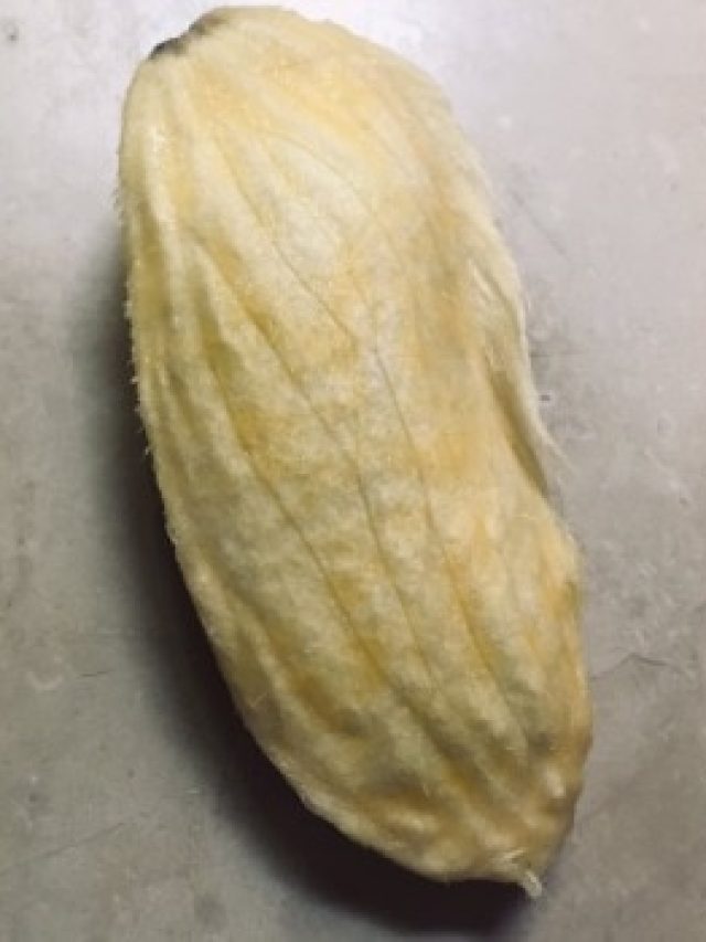 রোজ মুখে ঘষুন আমের আঁটি, বুড়ো বয়সেও বাড়বে  যৌবনের খেলা