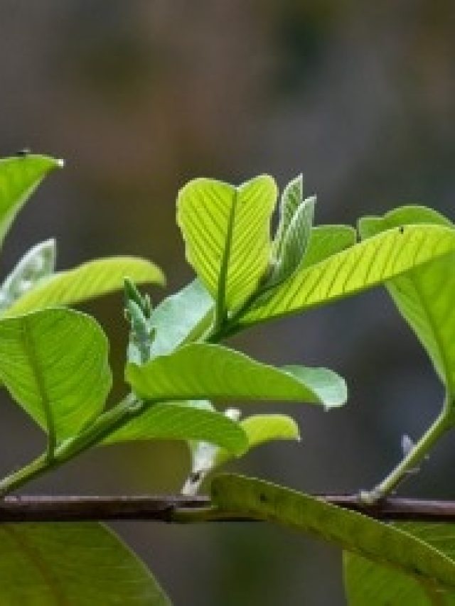 শুধু এই পাতা জ্বালান, রাতারাতি টাকে গজাবে কালো চুল