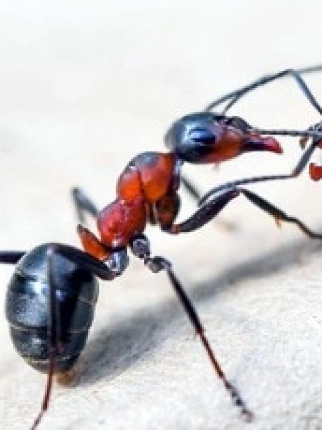 পিঁপড়েকে খাওয়াতে হবে এই জিনিস, তবেই স্বামী-স্ত্রীর সুখ উপচে পড়বে
