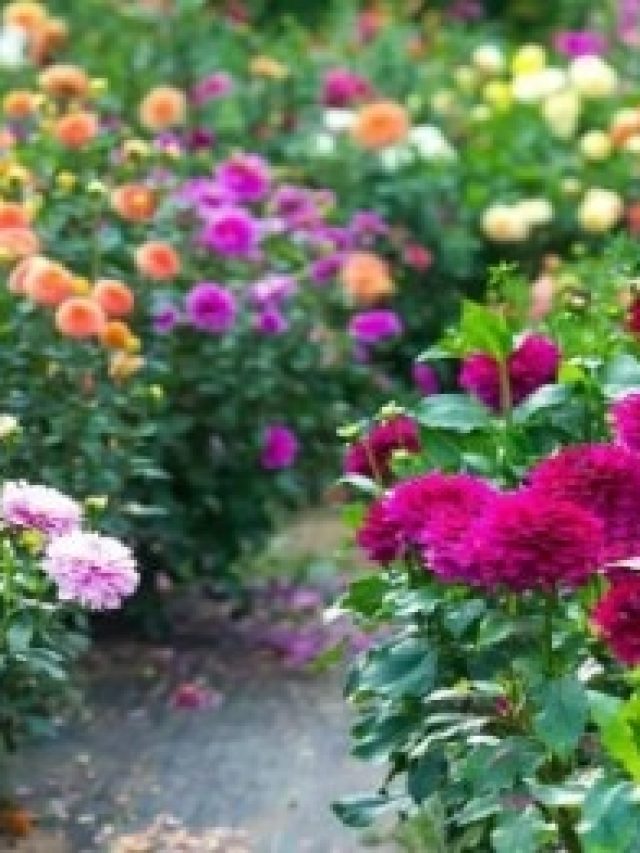 এই ফুল বেটে শুধু লাগান, বুড়ো হলেও থাকবে কুচকুচে  কালো চুল