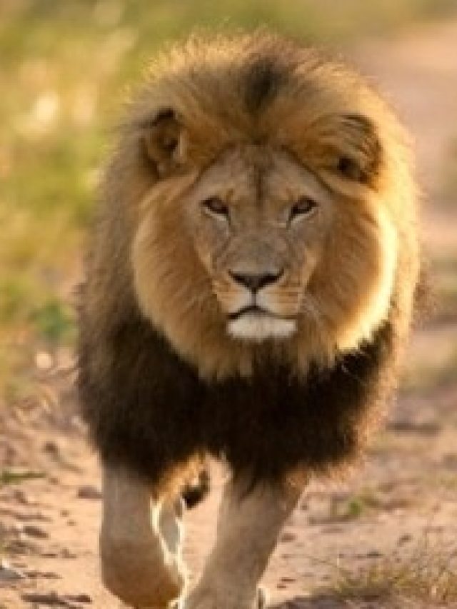 সিংহের এই গুণ রপ্ত করলেই জীবন হবে উরিবাবা, বলেছেন  চাণক্য