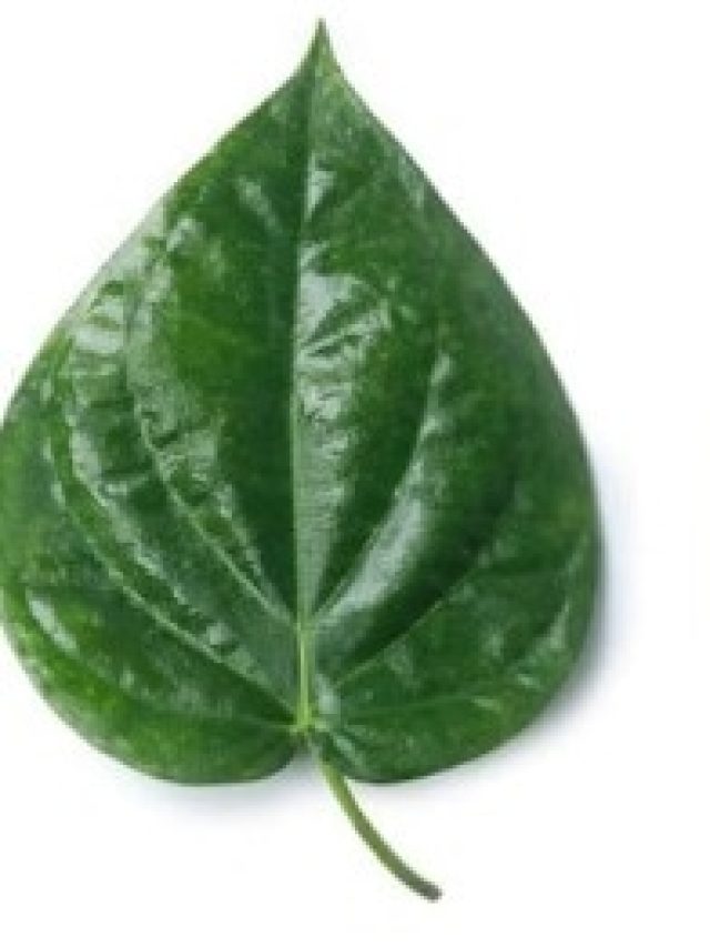 পকেটে রেখে দিন পান পাতা, জীবনে হবে এসব খেলা