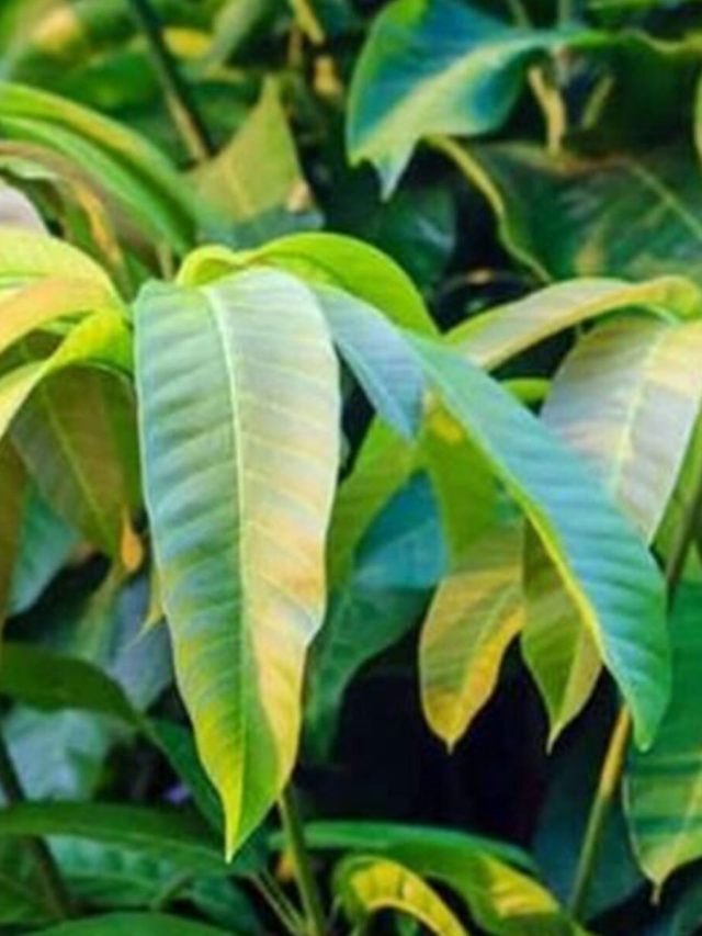 আমপাতাকে বদলে দিন প্রচুর টাকায়, কীভাবে করবেন?