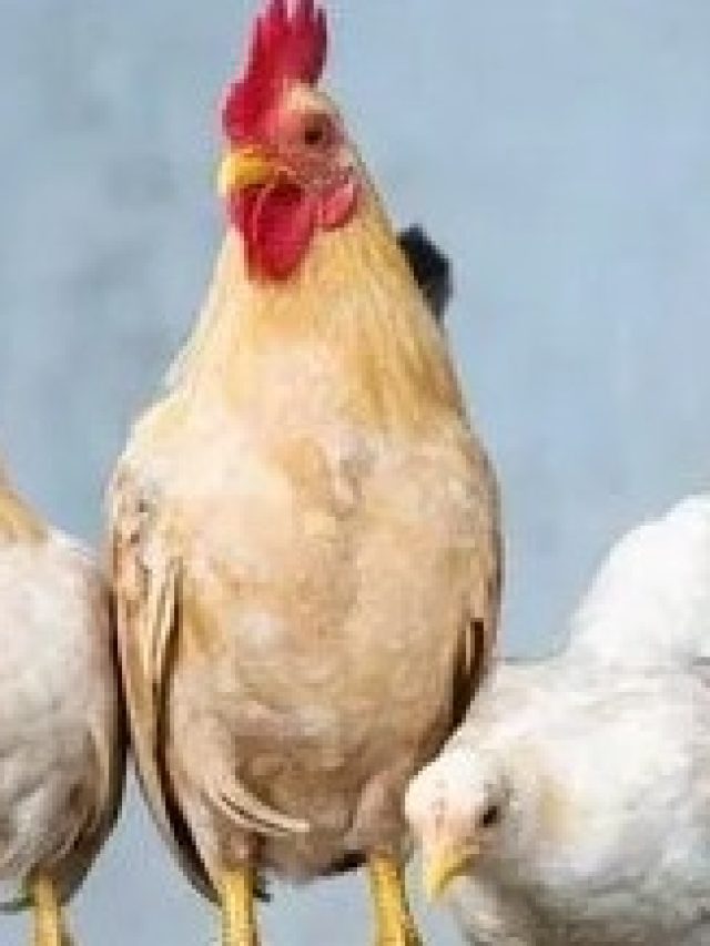 মুরগির এই গুণ  রপ্ত করলেই জমে যাবে খেলা, জানুন