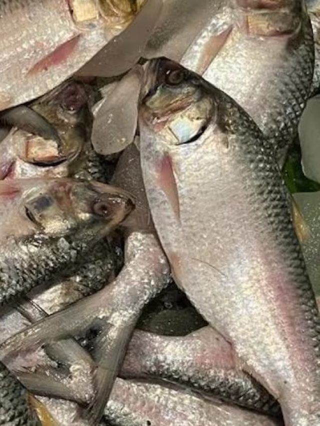 ইলিশ তো খাচ্ছেন, পৃথিবীর সেরা ইলিশ কোথায় ওঠে জানেন কি?