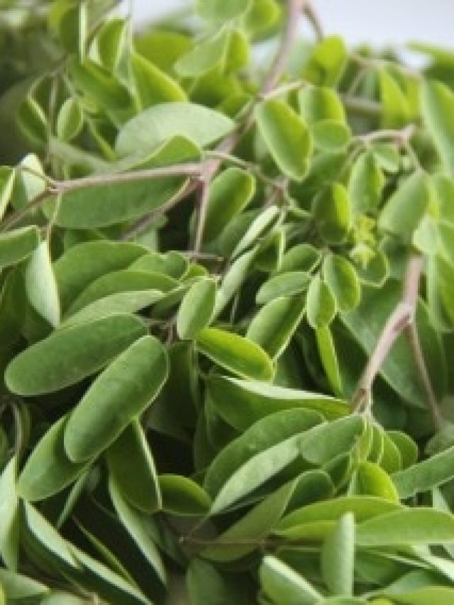 এই পাতা পেটে গেলেই ডায়াবেটিস-কোলেস্টেরল পগার পার হবে