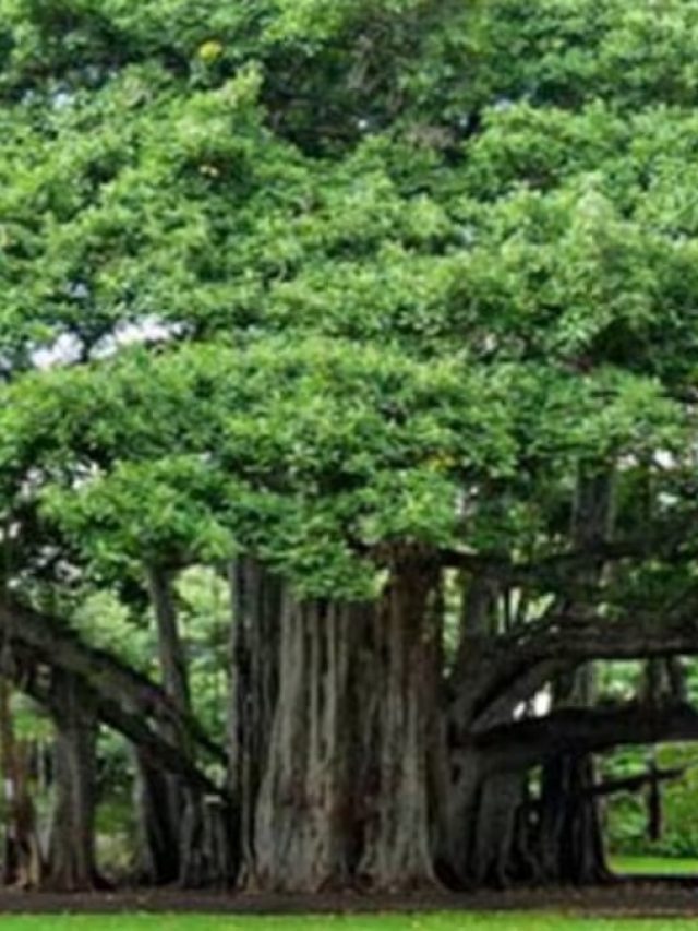 এই গাছ দেখে ঘুমোলেই খেলা শুরু, হয় সব ইচ্ছে পূরণ