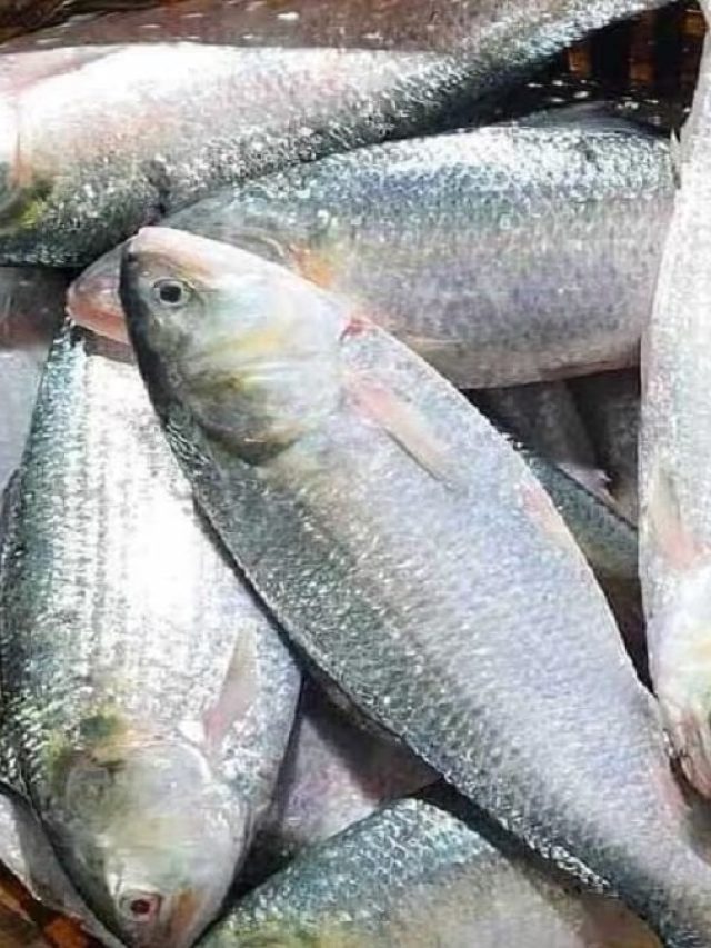 ইলিশের সেরা বিকল্প এই মাছ, ইলিশের সমস্ত পদ রাঁধা যায় এই মাছেও