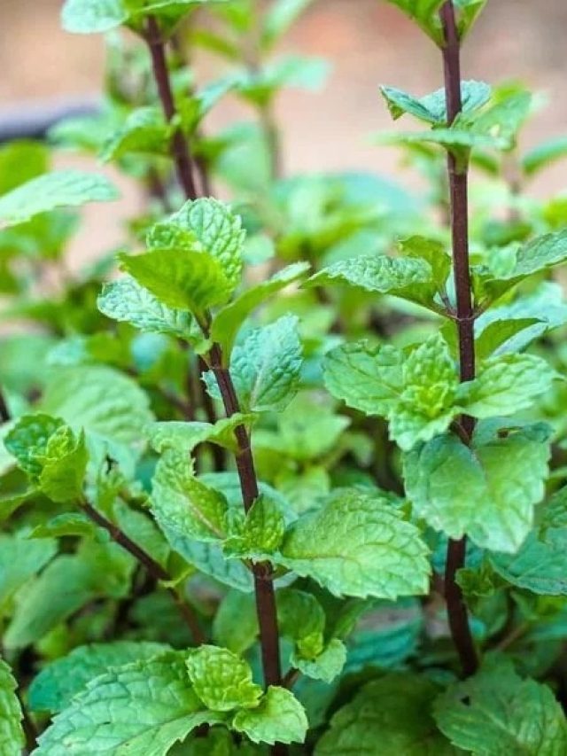 চড়া গরমেও সবুজ থাকবে বাড়ির পুদিনা গাছ, করুন এই কাজ
