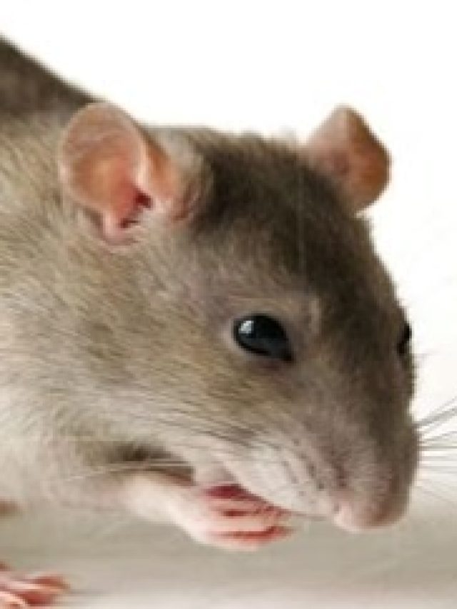 এক চিমটে কর্পুরই বাড়ি থেকে তাড়িয়ে দেবে ইঁদুর, কীভাবে জানুন