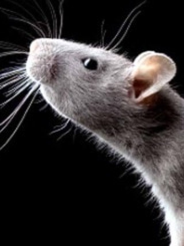 শুধু রেখে দিন এই ২ মশলা, পাঁই পাঁই পালাবে ইঁদুর