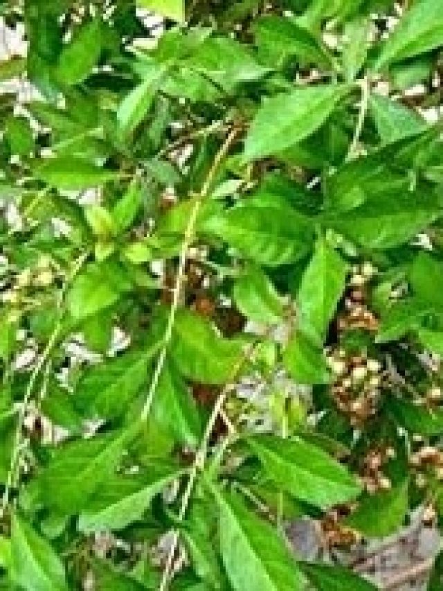 শুধু লাগান এই ৩ পাতা, পাকা চুল রাতারাতি কুচকুচে কালো হবে