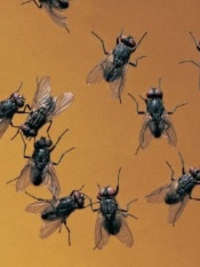 শুধু রেখে দিন এই মশলা, ঘর থেকে পাঁই পাঁই করে পালাবে মাছি