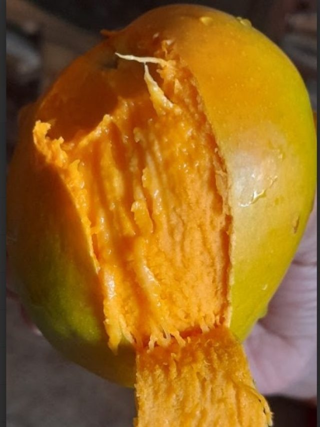 আমের খোসাও দারুণ উপকারী, না ফেলে এভাবে ব্যবহার করুন