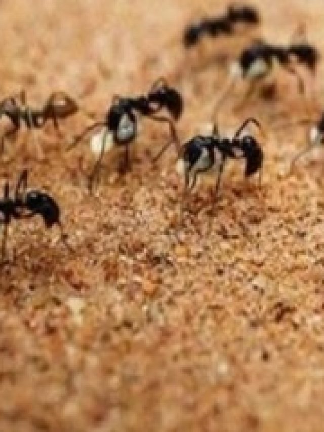 জলের সঙ্গে মেশান এসব, ঘর থেকে  সুড়সুড় করে পালাবে পিঁপড়ে