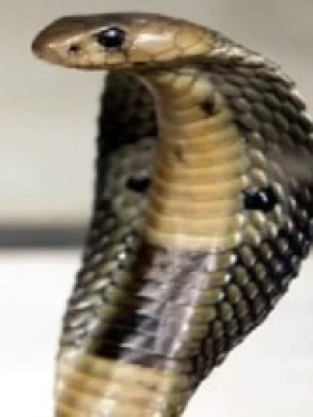 সাপের এই গুণ রপ্ত করলে শুধুই সাফল্য আসবে, বলেছেন চাণক্য