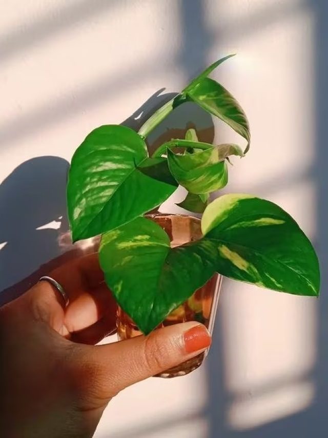 মানি প্ল্যান্ট সংক্রান্ত ৪টি ভুল করবেন না, ঘরের সুখ শান্তি বিঘ্নিত হতে পারে