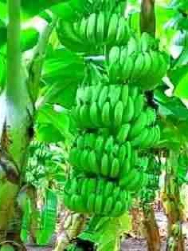 বাড়িতে কলা গাছ আছে,  না থাকলে লাগান, কপাল ঘুরে যাবে