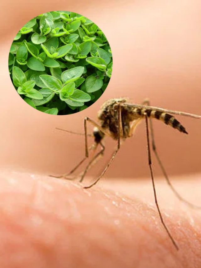 এই গাছের ২টো পাতা পকেটে রাখুন, মশা ধারেকাছে আসবে না