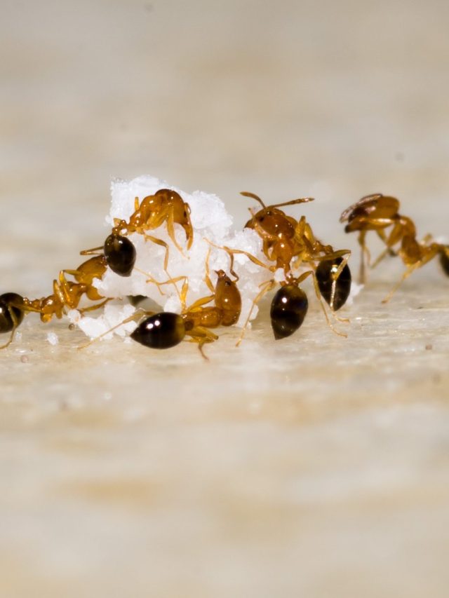 গরমে সব খাবারে পিঁপড়ের হানা? ৫ টোটকায় গন্ধ শুঁকে পালাবে