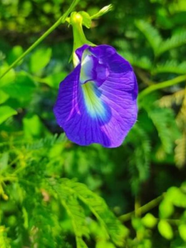 শনিদেবের প্রিয় এই ফুলগাছ বাড়িতে রাখুন, ভাগ্য সোনার মতো চমকাবে