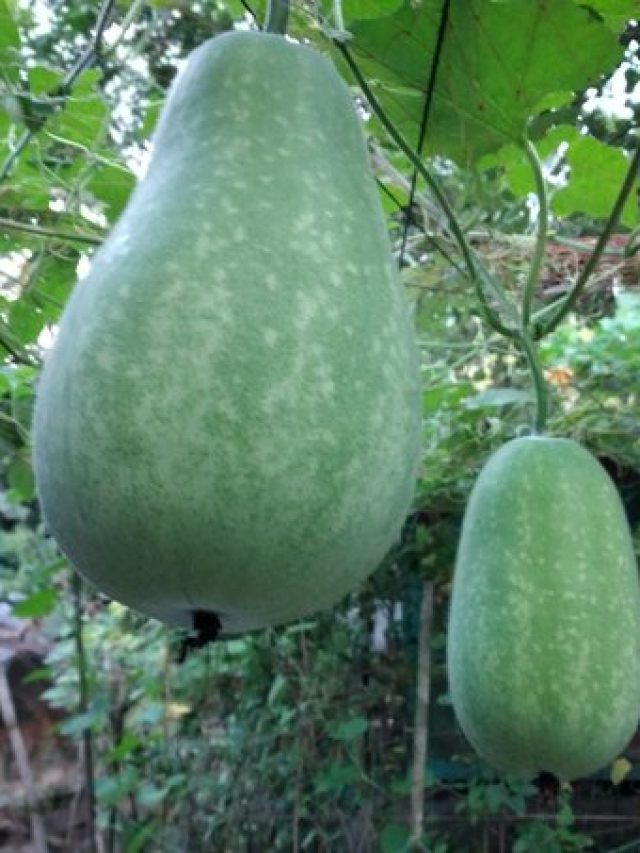 পায়খানা বেরোবে আরাম করে, একটুও কষ্ট হবে না, এলেবেলে এই সবজিই খেলেই হবে