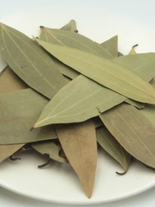 বাড়ির গামলাতেই হবে তেজপাতা গাছ, জানুন চাষের পদ্ধতি