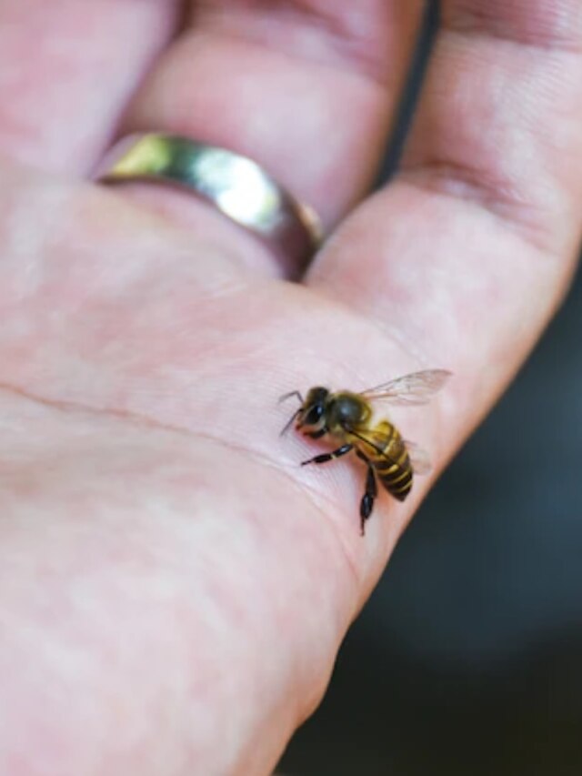 মৌমাছির হুল ফুটেছে? এই জিনিস লাগালে মিনিটে কমবে জ্বালা