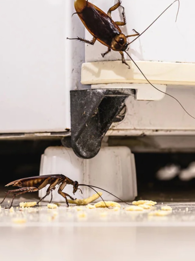 আধ কাপ চিনি দিয়েই তাড়ান আরশোলা, দারুণ ট্রিকস শিখে নিন