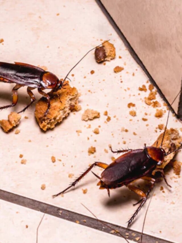 রান্নাঘরে একটাও আরশোলা থাকবে না, লাগবে খালি এক মুঠো চিনি