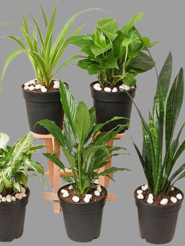 এই ৬ গাছ অক্সিজেন ছাড়ে, ঘরে রাখলেই বিশুদ্ধ অক্সিজেনের ভাণ্ডার