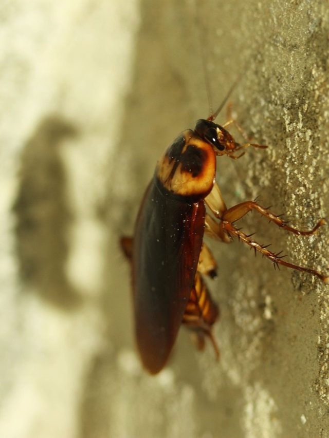 ঝাড়ে বংশে পালাবে আরশোলা, ট্রাই করে দেখুন এই আমেরিকান ট্রিকস