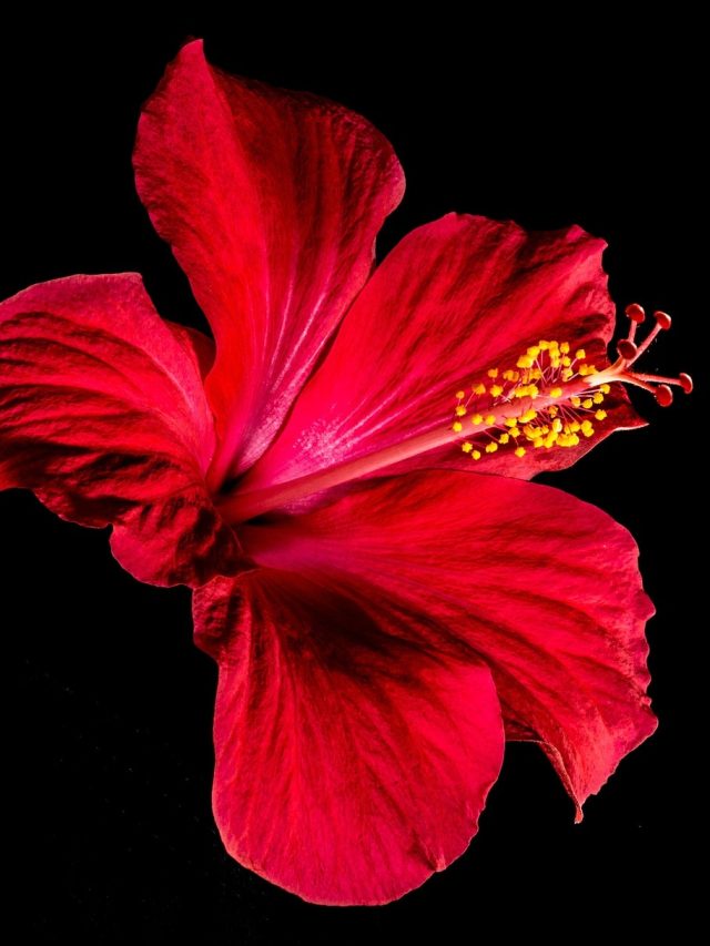 ভাগ্যের তালা খুলবে এই লাল ফুল, ছোট্ট এই উপায়টি করেই দেখুন