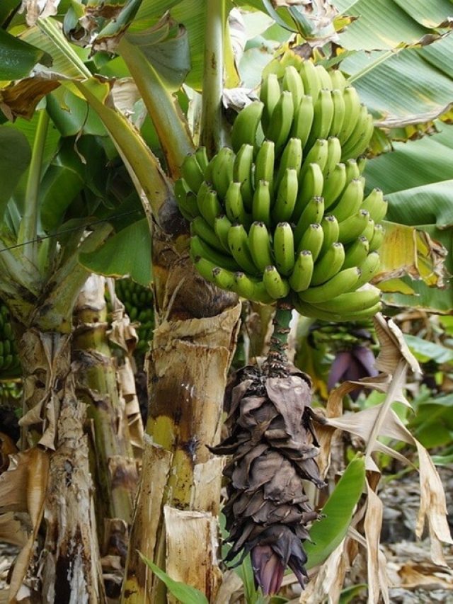 কলাগাছের এই অংশের রস খেলেই শরীর থেকে গলগলিয়ে বেরবে বিষ