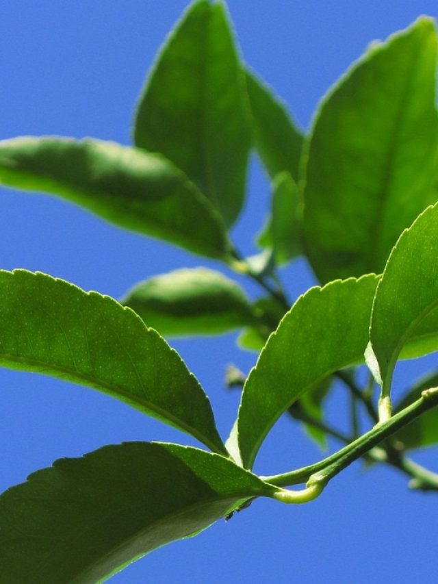 টাকে নতুন চুল গজাবে মাত্র ৭ দিনে, শ্যাম্পুতে মেশান লেবুপাতা