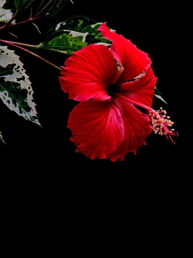 জবাগাছ ভরে যাবে ফুলে, মাটিতে মেশান এই জিনিস, চাষির টিপস