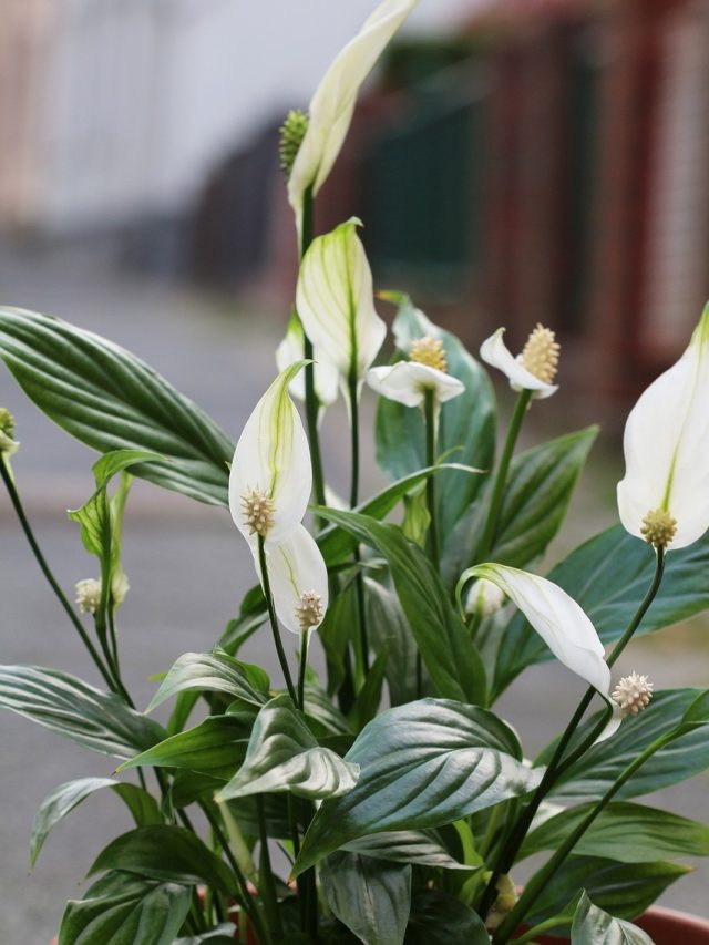 বাড়িতে রাখুন এই গাছ, ফেং শুই বলছে টাকার বৃষ্টি থামান যাবে না