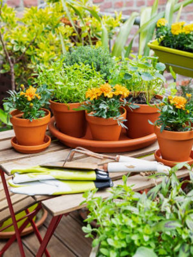 বারান্দায় রাখা গাছ বাড়ছে না? এই ৫ কাজ করলেই চড়চড় করে বাড়বে