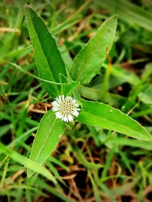 এই দেশী পাতাতেই ঢাকা পড়বে মাথার ফাঁকা ময়দান, টাক ঢাকতে বাপ!