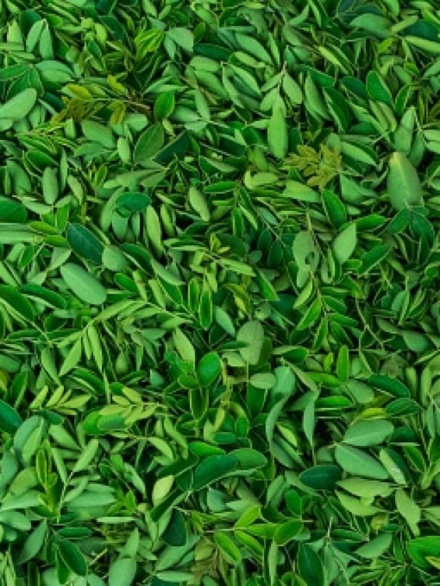 লিভার আজীবন  টাটকা থাকবে, সস্তার এই শাক খেলেই  সুখের জীবন