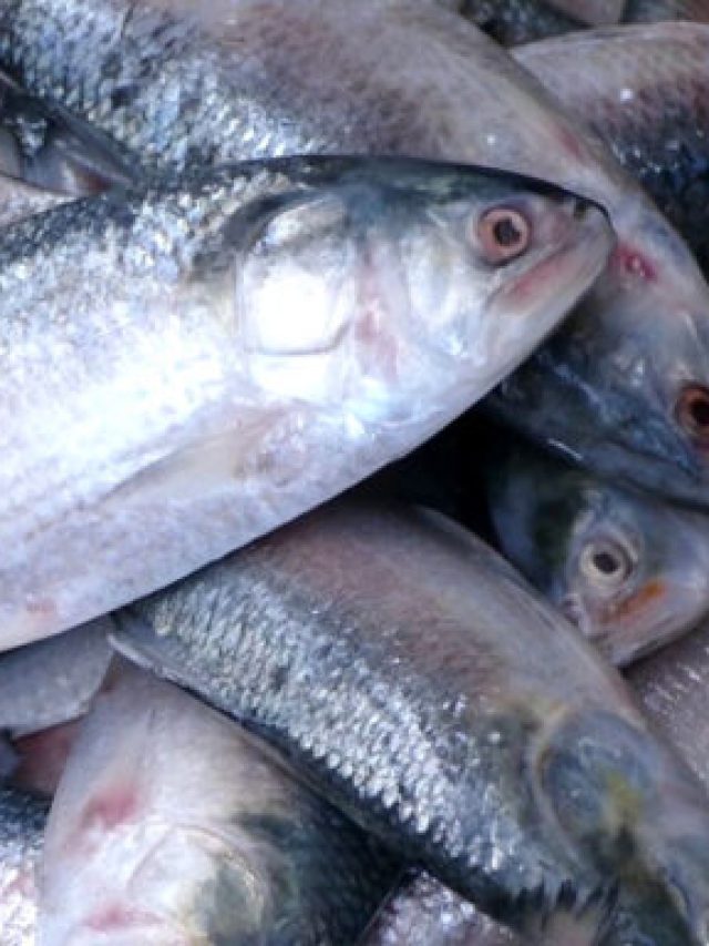 সর্ষে-ভাপা পরে হবে, আগে চিনুন তো কোনটা পদ্মার ইলিশ?