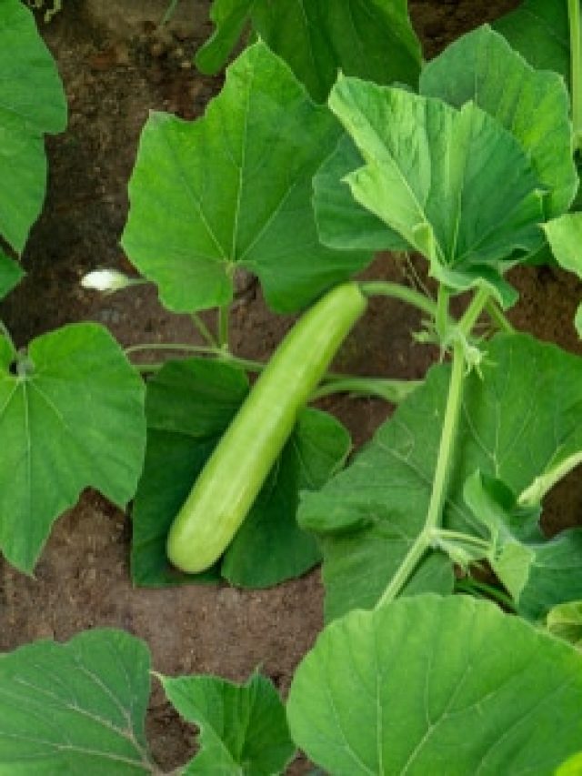 পুরনো সর্দি-কাশি লুঙ্গি তুলে পালাবে, চেনা শাকের এত গুণ বাপরে