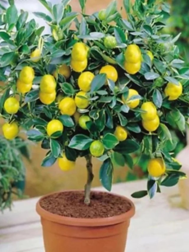 বাড়ির গাছ ভরে যাবে লেবুতে, শুধু দিন এই সার